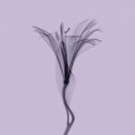 ⁦غسول الجسم النقي بالعسل والمكاديميا من كوندال 100 مل - ببودرة الاطفال⁩ - الصورة ⁦2⁩