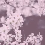 ⁦لوشن الجسم النقي بالعسل والمكاداميا من كوندال 500 مل - بزهر الكرز⁩ - الصورة ⁦2⁩