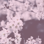 ⁦معالج كوندال بالعسل والمكاديميا للشعر 500 مل - بزهر الكرز⁩ - الصورة ⁦2⁩