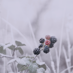 ⁦معالج كوندال بالعسل والمكاديميا للشعر 500 مل -  بلاك بيري باي⁩ - الصورة ⁦2⁩